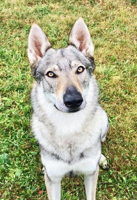 Dog Photo