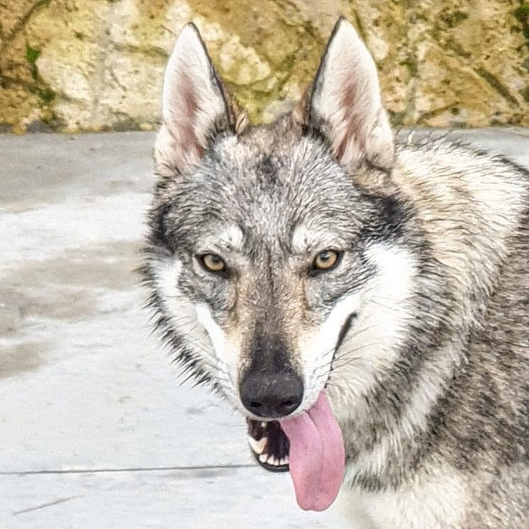 Dog Photo
