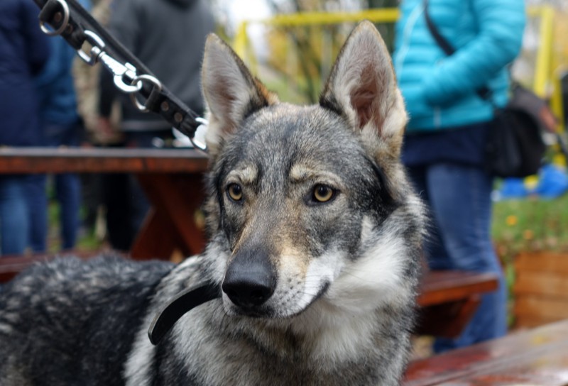 Dog Photo