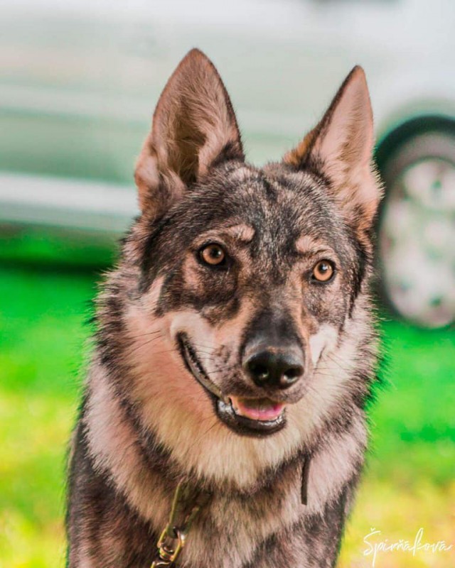 Dog Photo