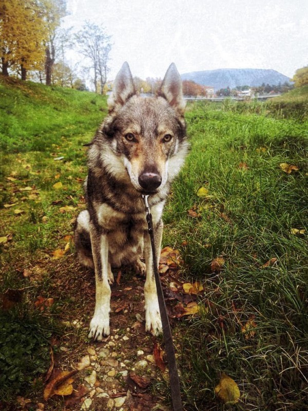 Dog Photo