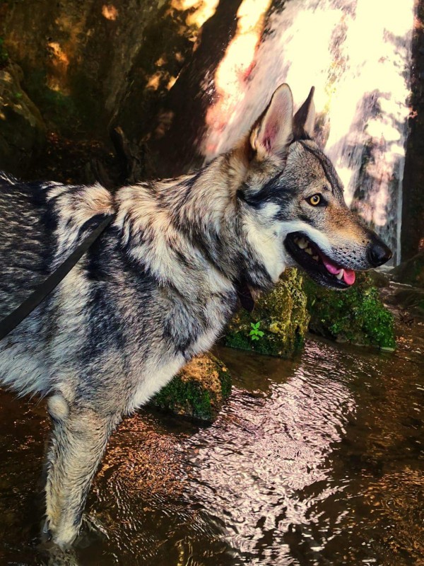 Dog Photo