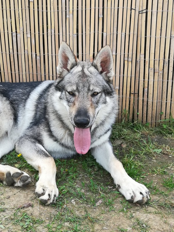 Dog Photo
