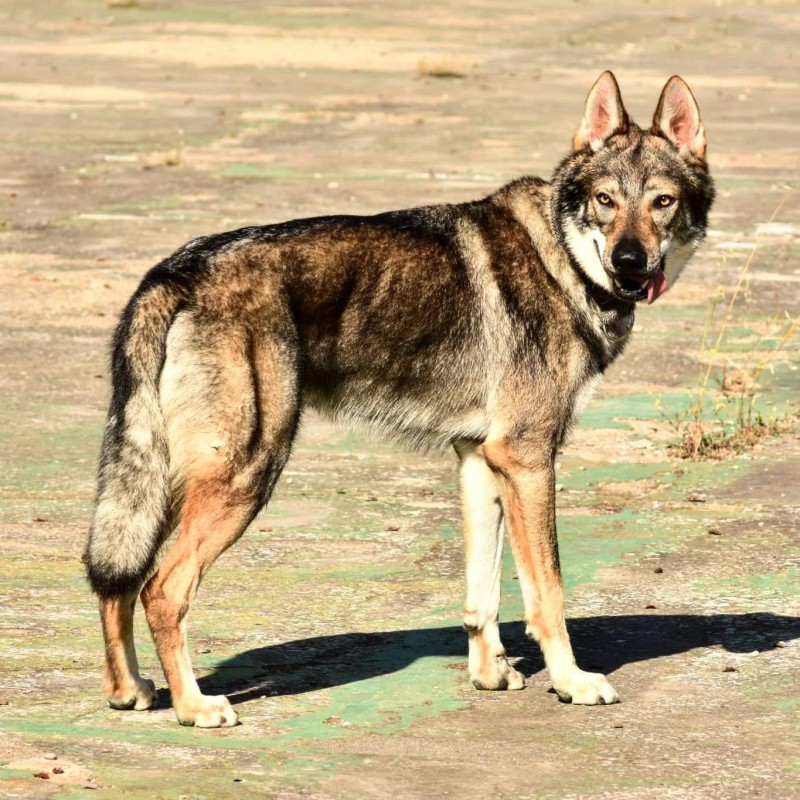 Dog Photo