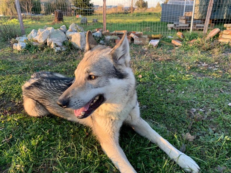 Dog Photo