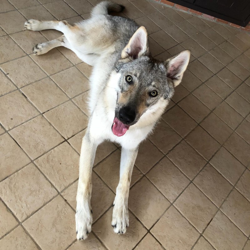 Dog Photo