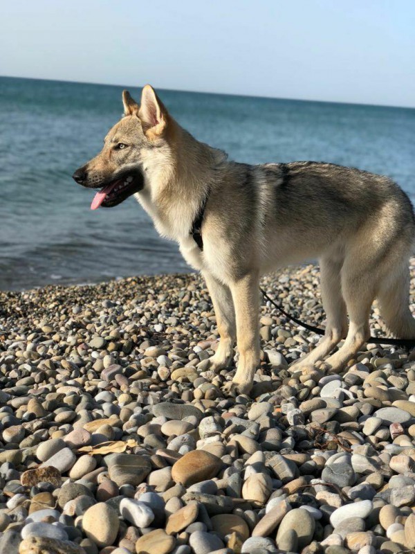 Dog Photo