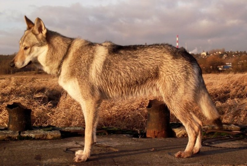 Dog Photo