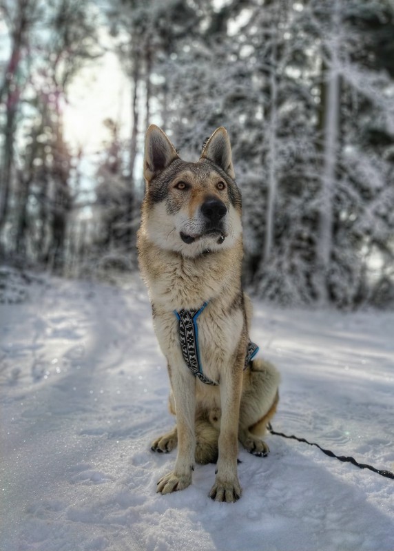Dog Photo