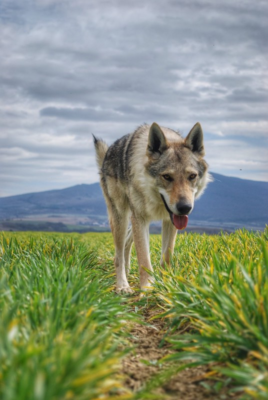 Dog Photo