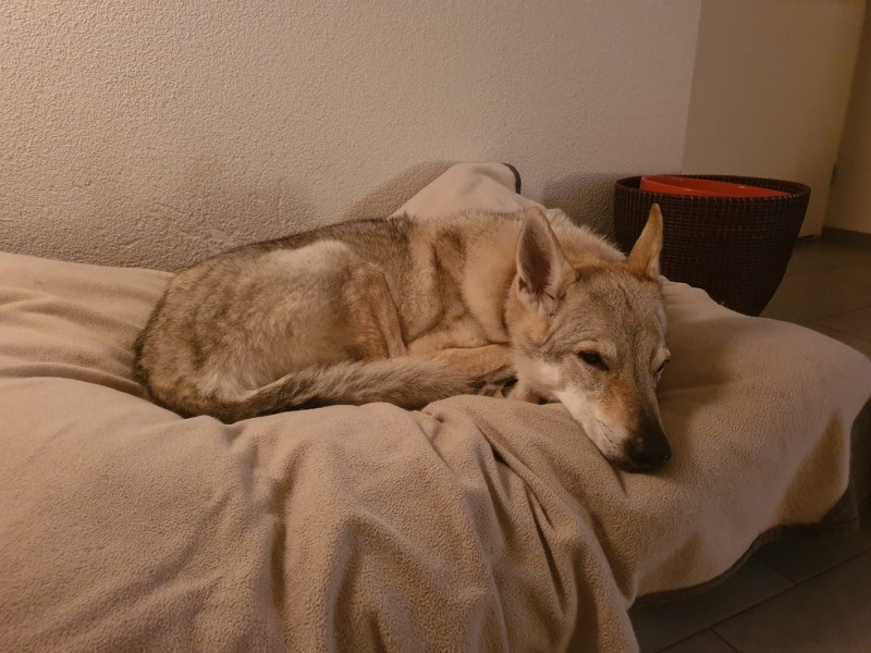 Dog Photo