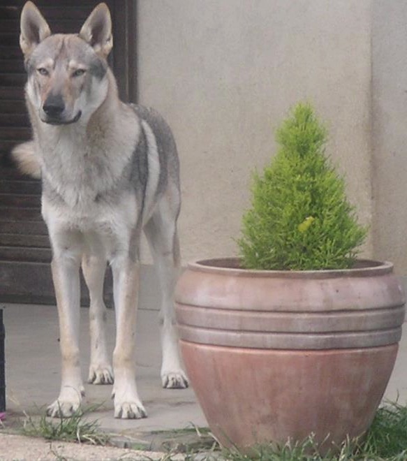 Dog Photo