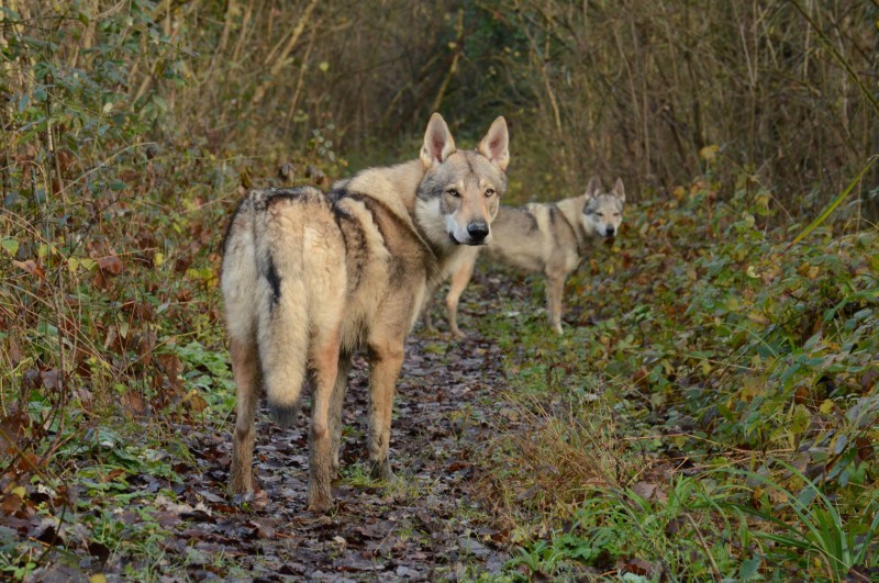 Dog Photo