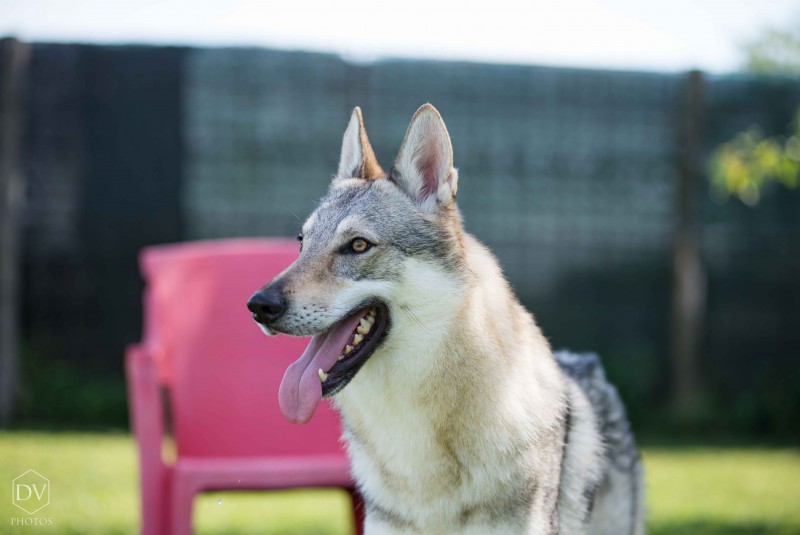 Dog Photo