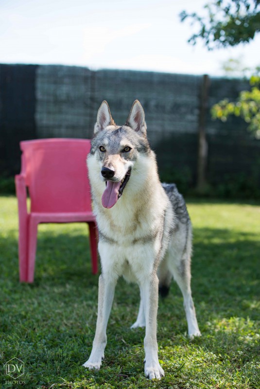Dog Photo
