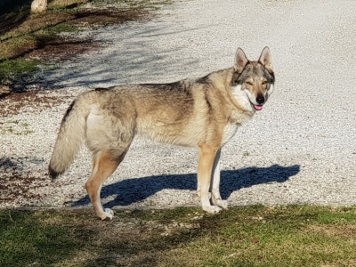 Dog Photo