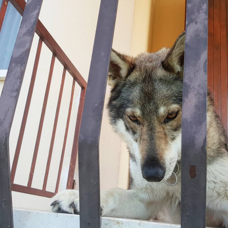 Dog Photo