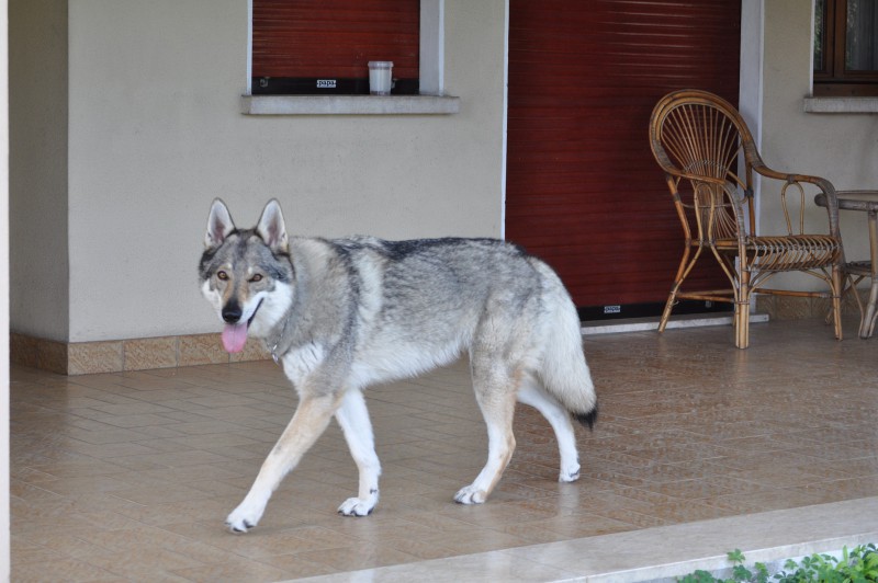 Dog Photo