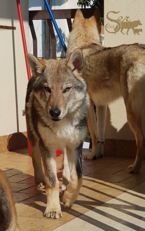 Dog Photo