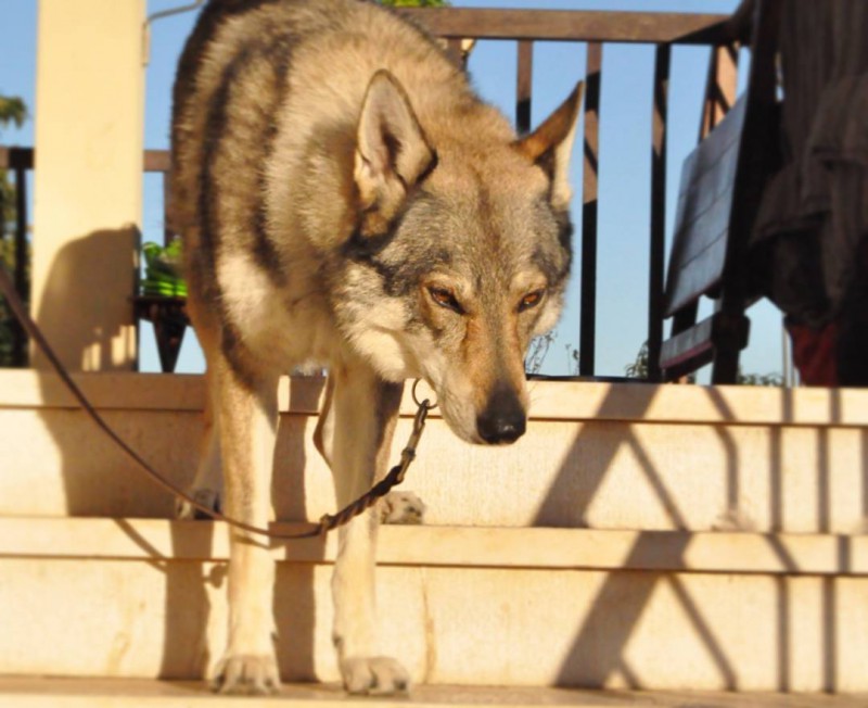 Dog Photo