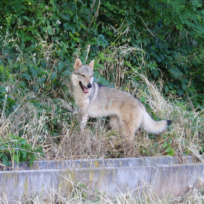 Dog Photo