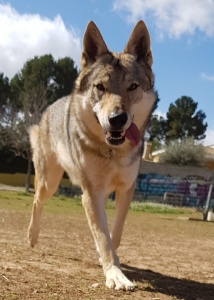 Dog Photo
