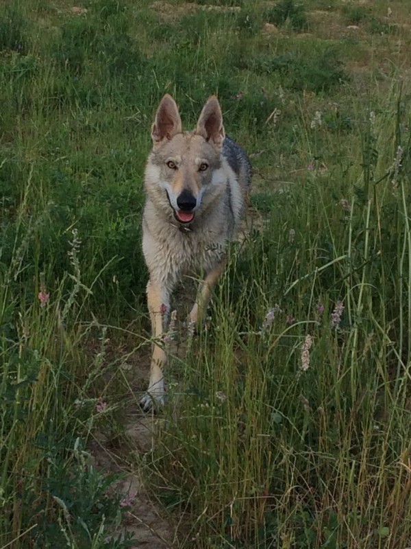 Dog Photo