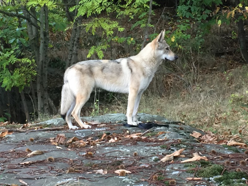 Dog Photo