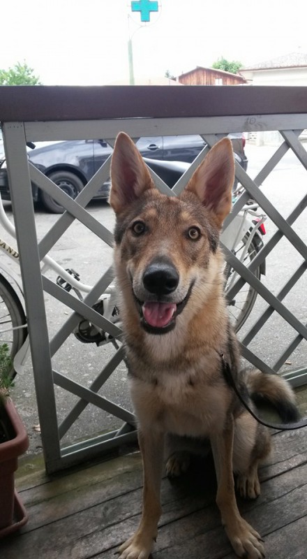 Dog Photo