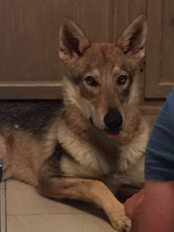 Dog Photo