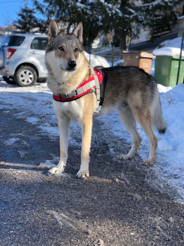 Dog Photo
