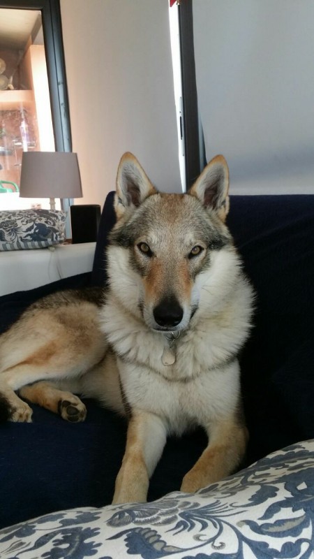 Dog Photo