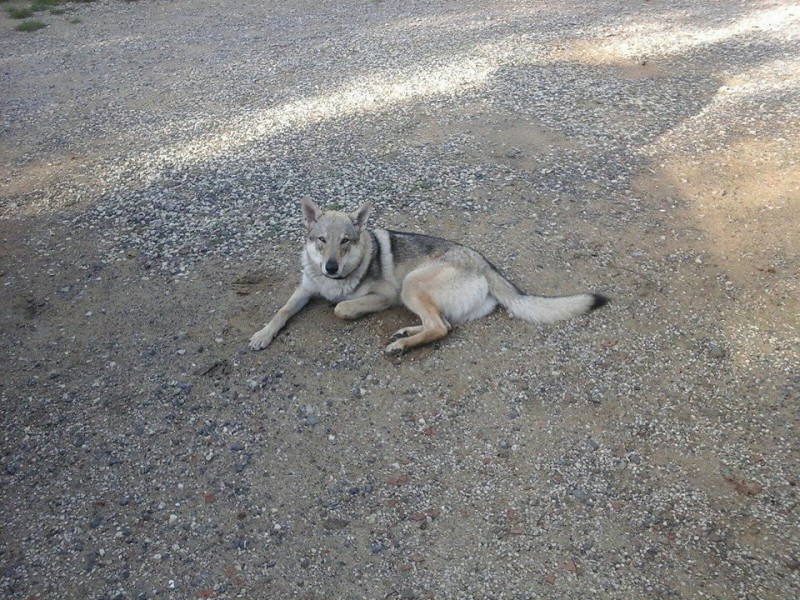 Dog Photo