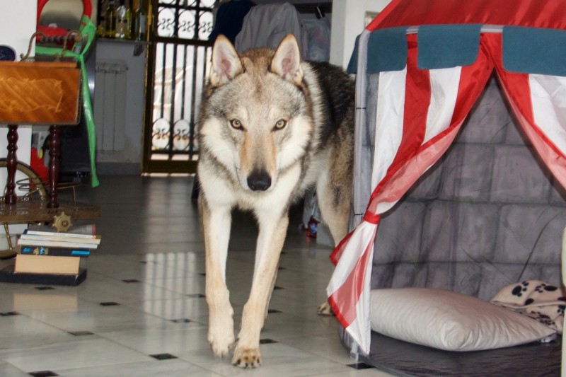 Dog Photo