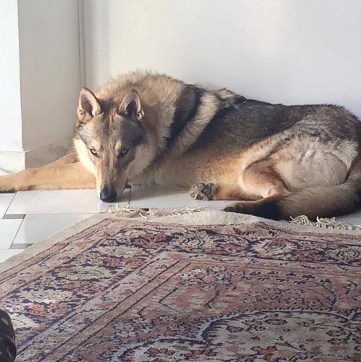 Dog Photo