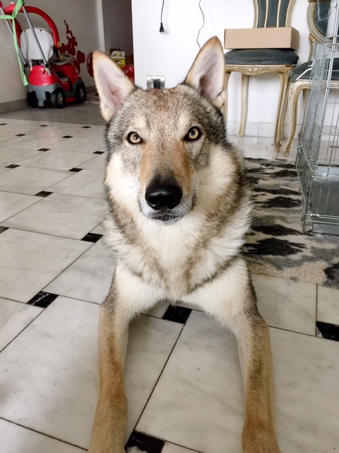Dog Photo