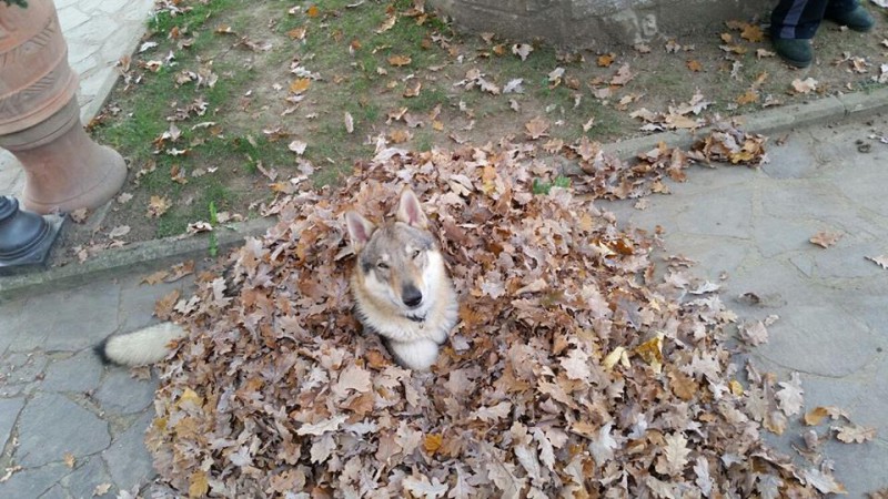 Dog Photo