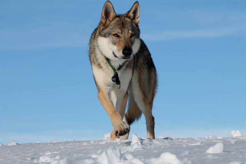 Dog Photo