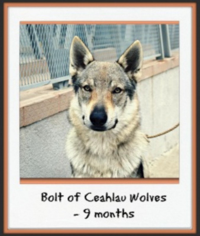 Dog Photo