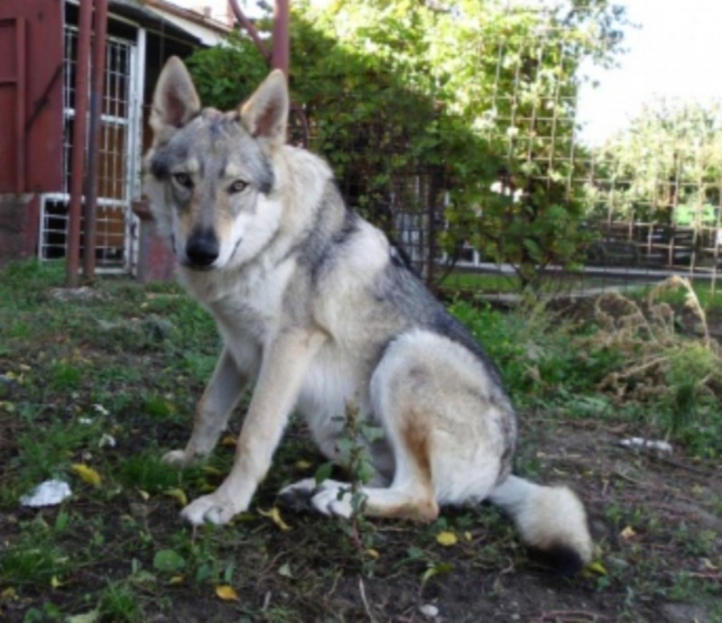 Dog Photo