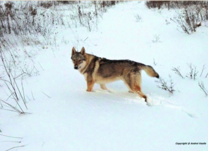 Dog Photo