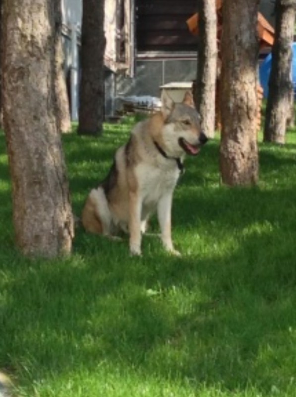 Dog Photo