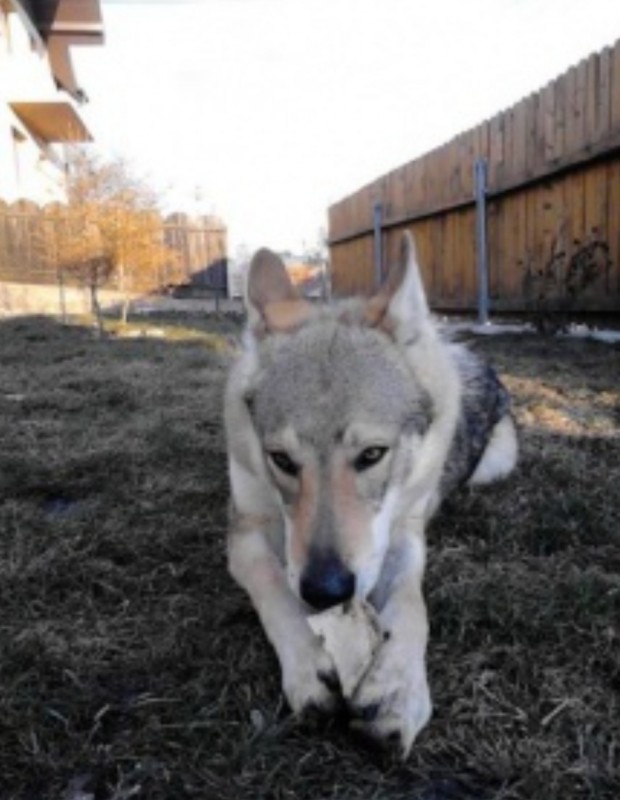 Dog Photo