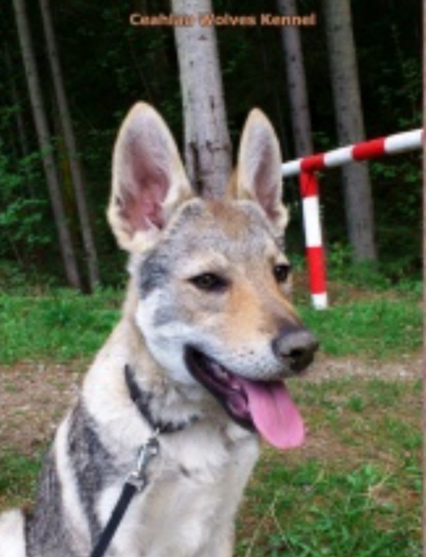 Dog Photo