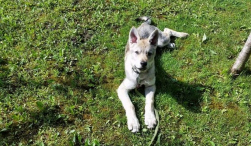 Dog Photo