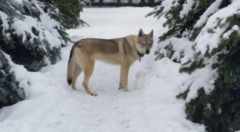 Dog Photo