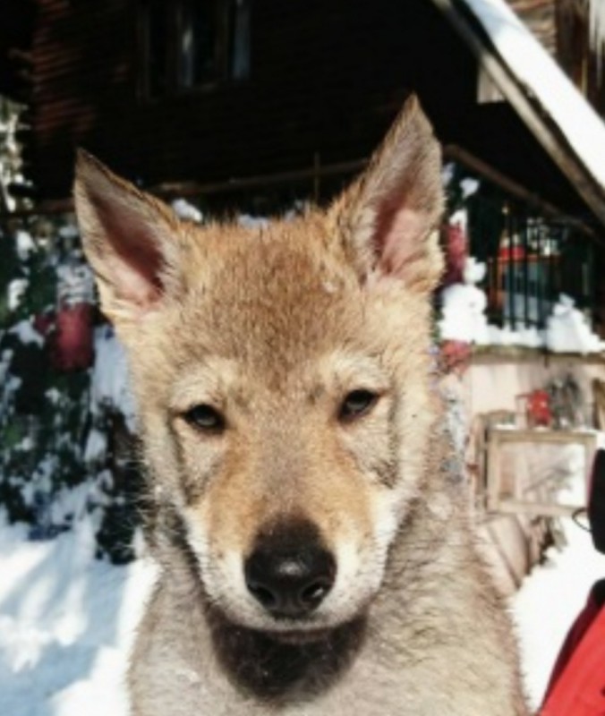 Dog Photo