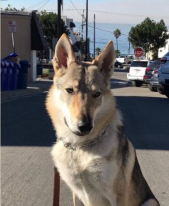 Dog Photo