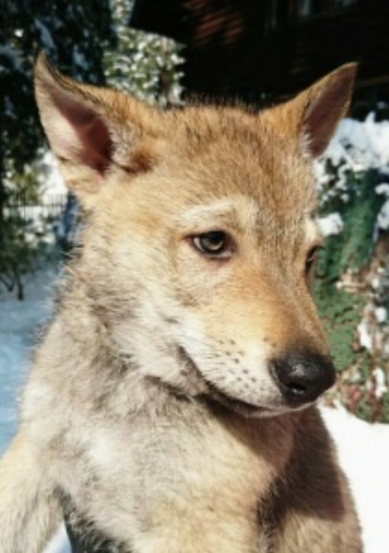 Dog Photo