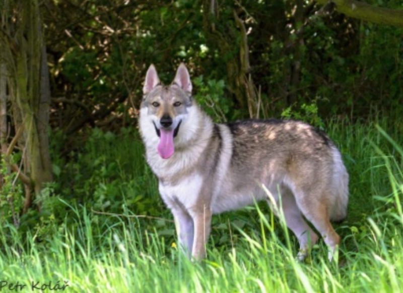 Dog Photo